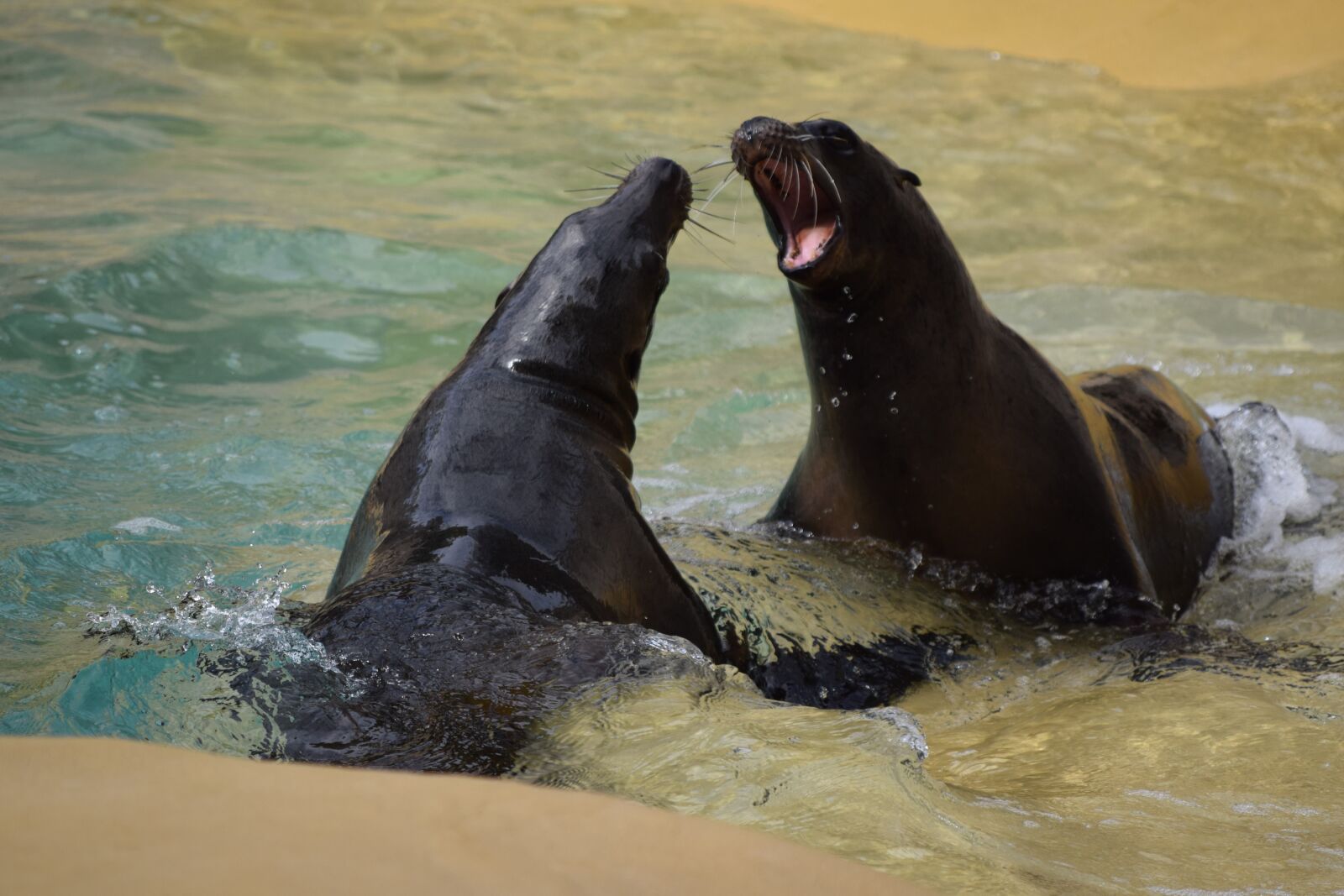 Nikon D3300 sample photo. Seal, nature, water photography