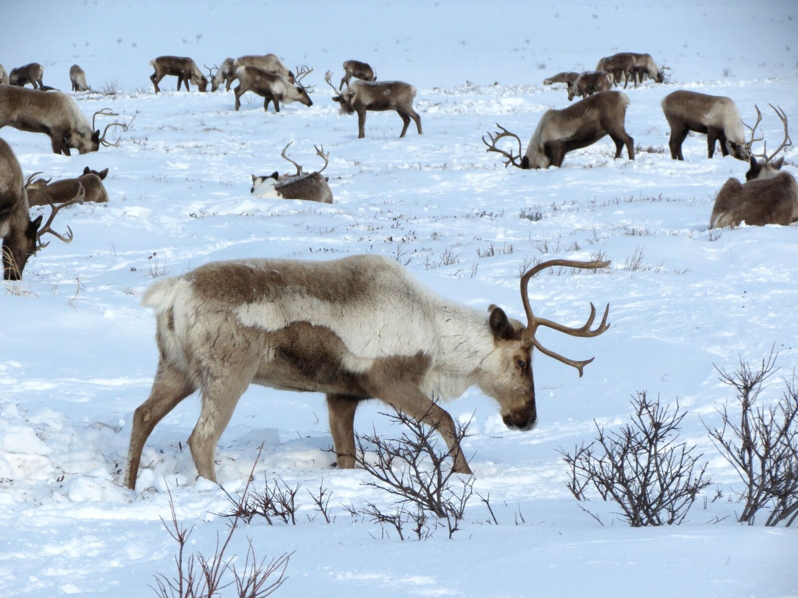 Canon PowerShot SX40 HS sample photo. Reindeer, the herd, pasture photography