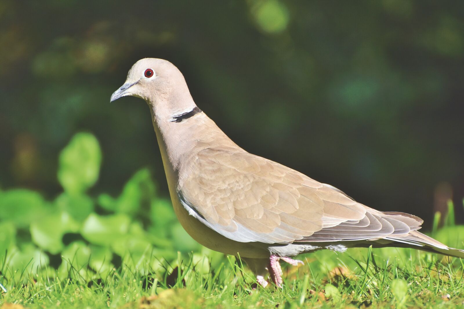 Nikon D7200 sample photo. Dove, ringdove, bird photography