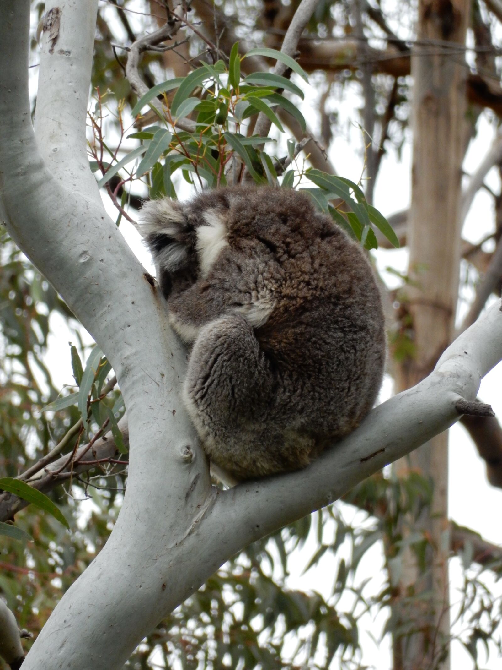 Nikon Coolpix S9900 sample photo. Sleeping, koala, australia photography