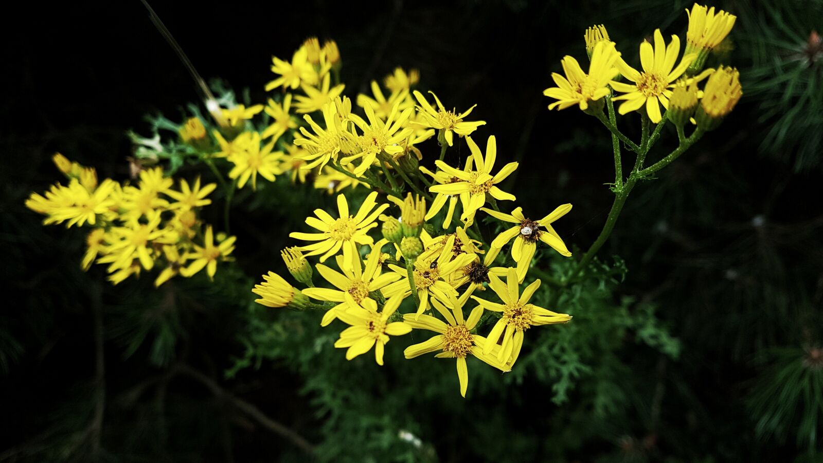 Samsung Galaxy S7 Edge sample photo. Contrast, flowers, plants photography