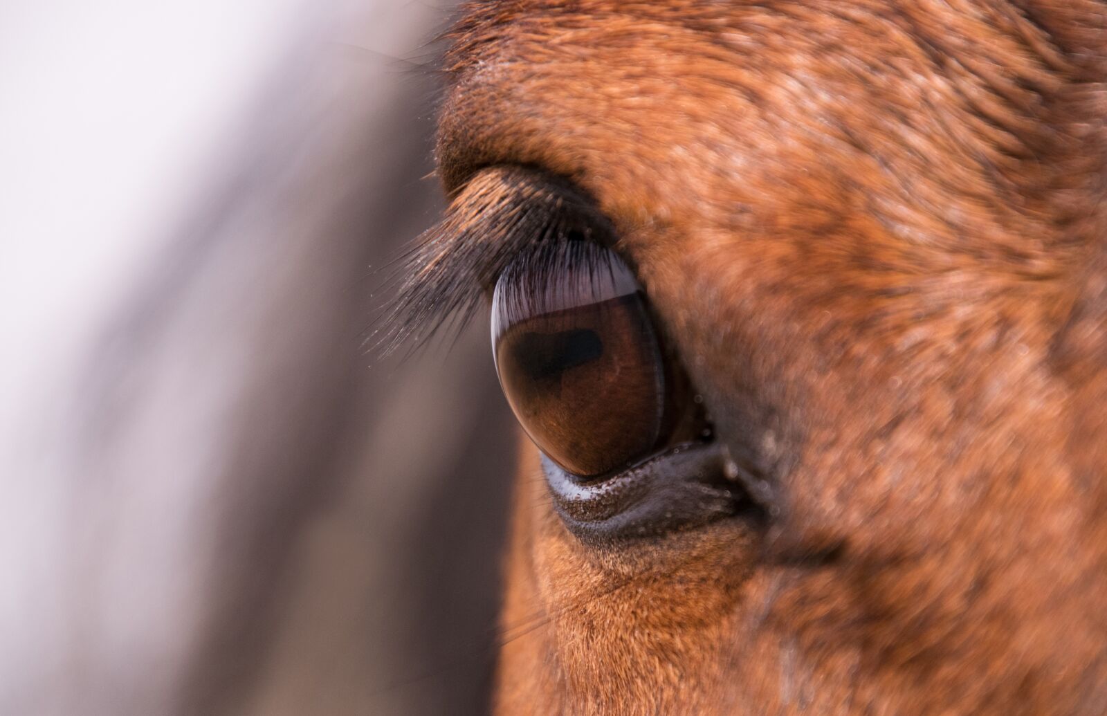 Nikon D3300 sample photo. Animal, animal world, portrait photography