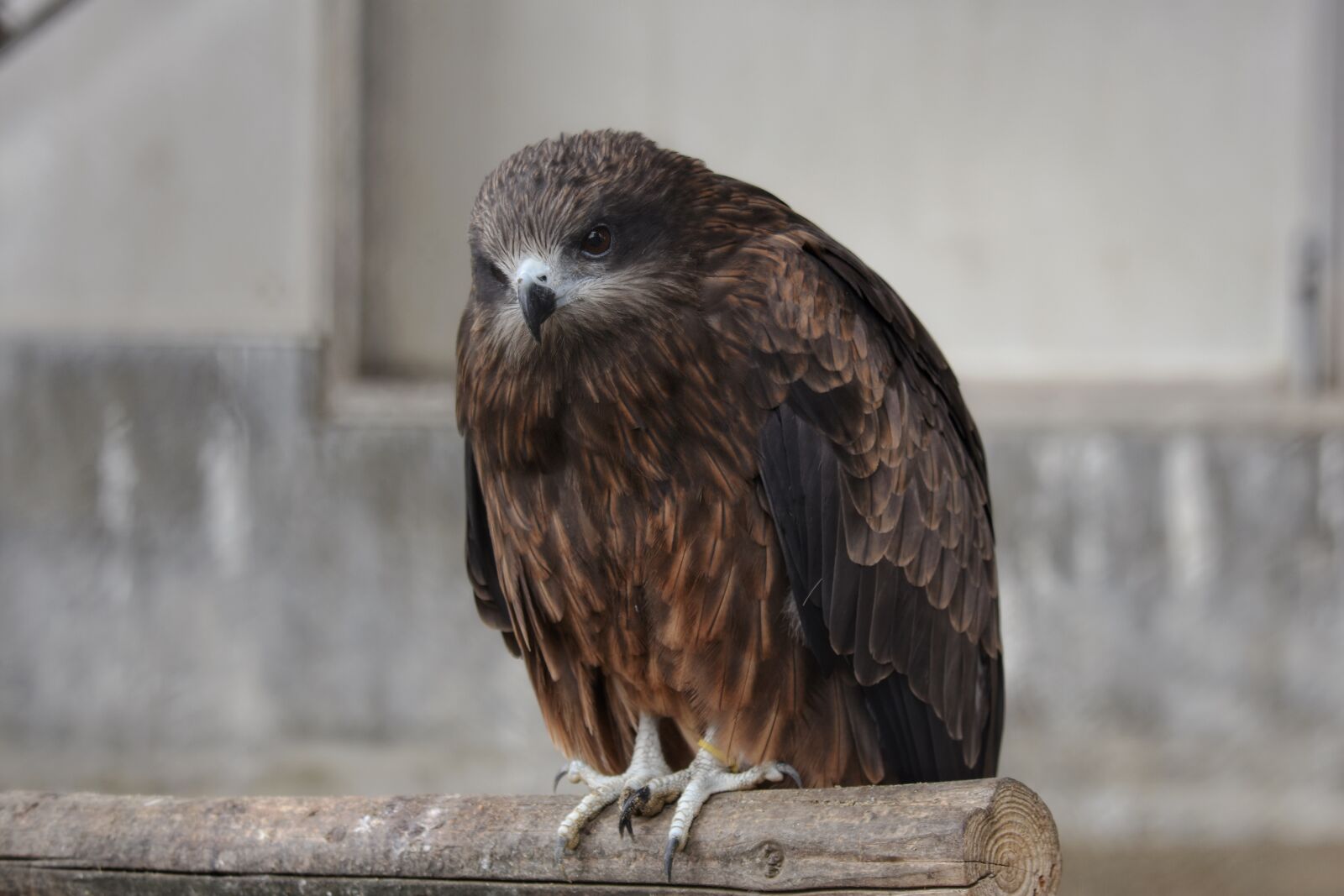 Nikon D7200 sample photo. Animal, bird, wild birds photography