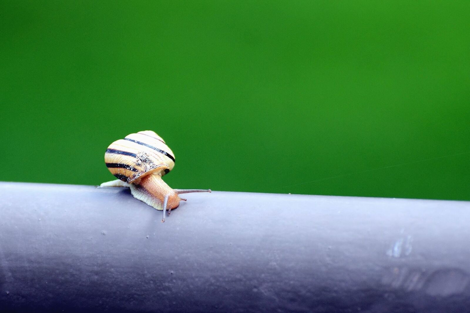 Nikon D7100 sample photo. Snail, invertebrate, eye, animal photography