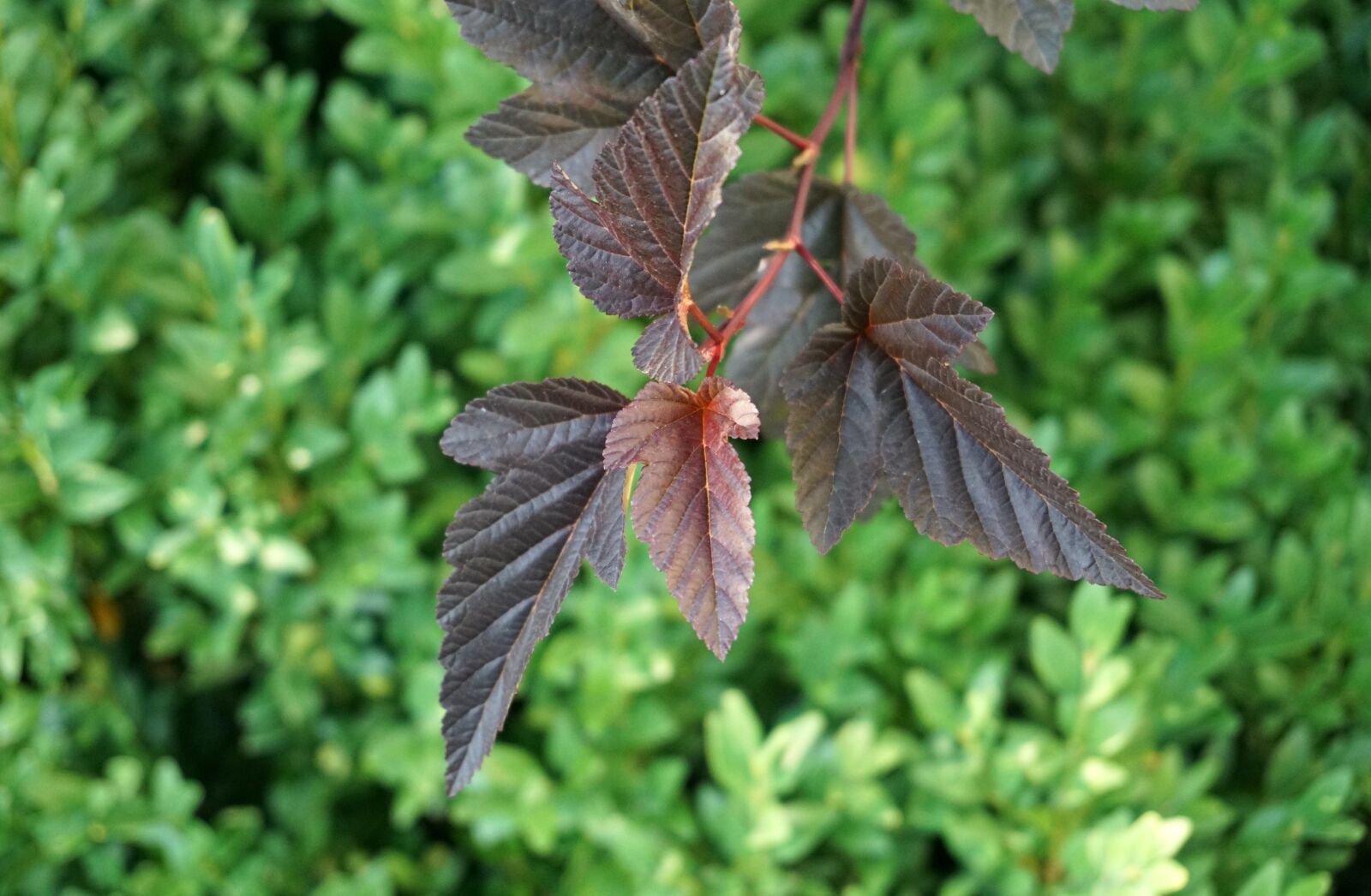 Sony a6000 sample photo. Leaves, red, bush photography