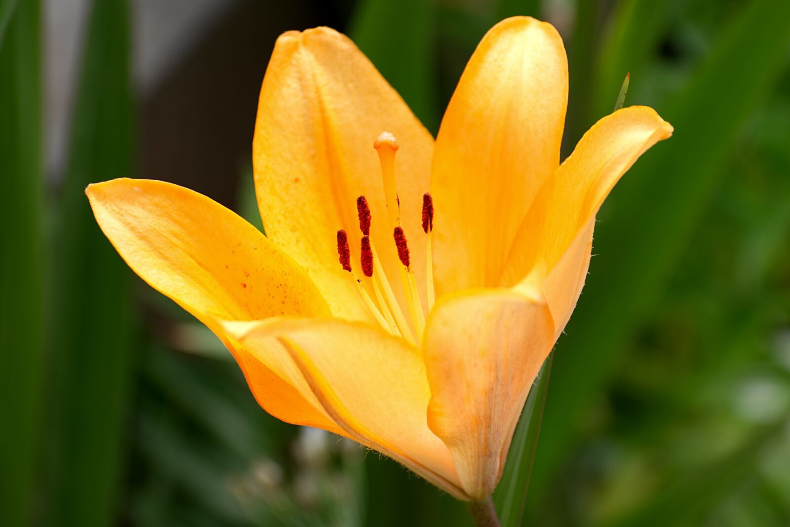 Nikon D5300 sample photo. Crown imperial, flower, garden photography