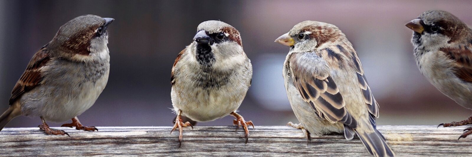 Sony DT 55-300mm F4.5-5.6 SAM sample photo. Sparrows, sparrows family, birds photography