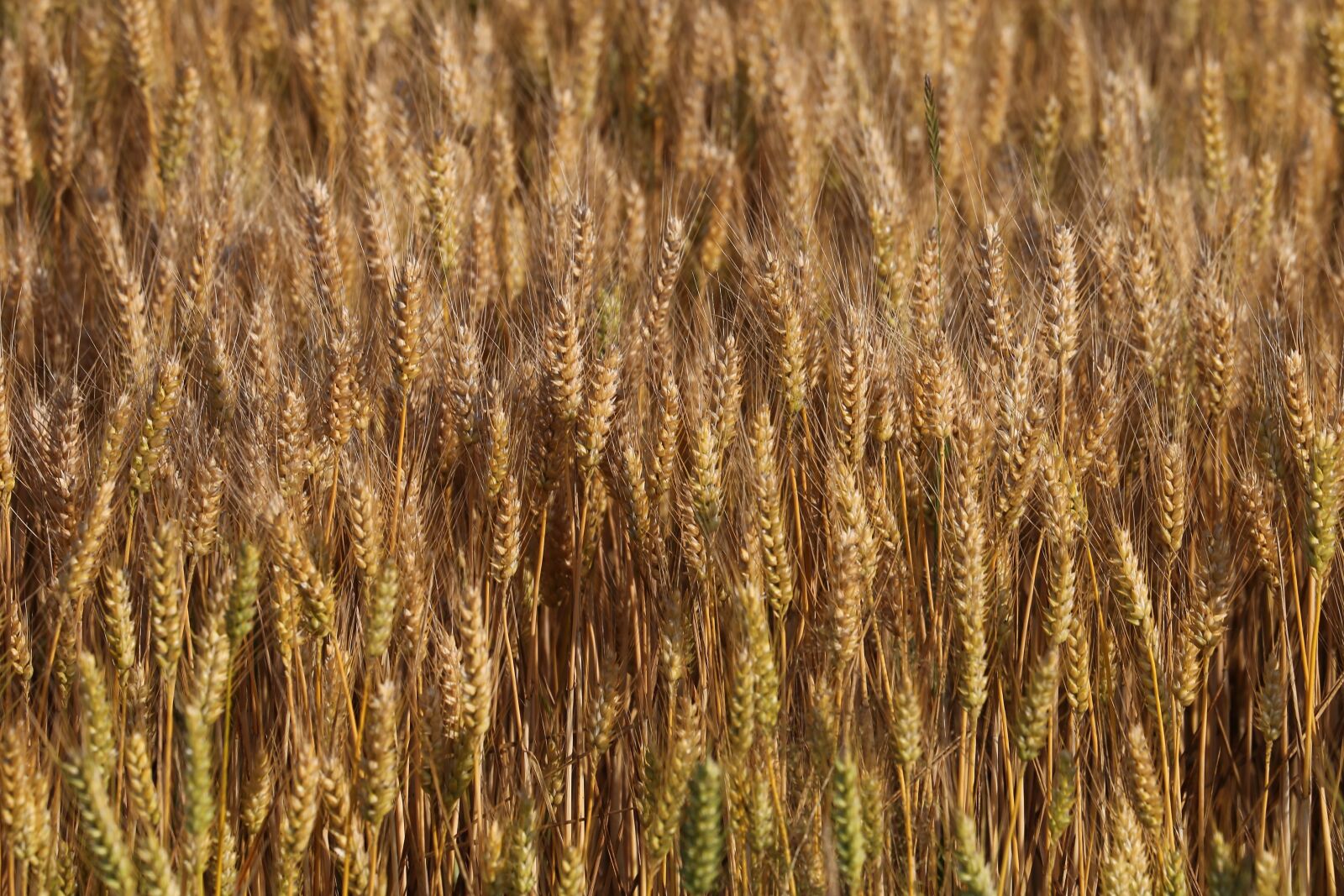 Canon EOS 6D + Canon EF 70-300 F4-5.6 IS II USM sample photo. Agriculture, wheat field, cereals photography
