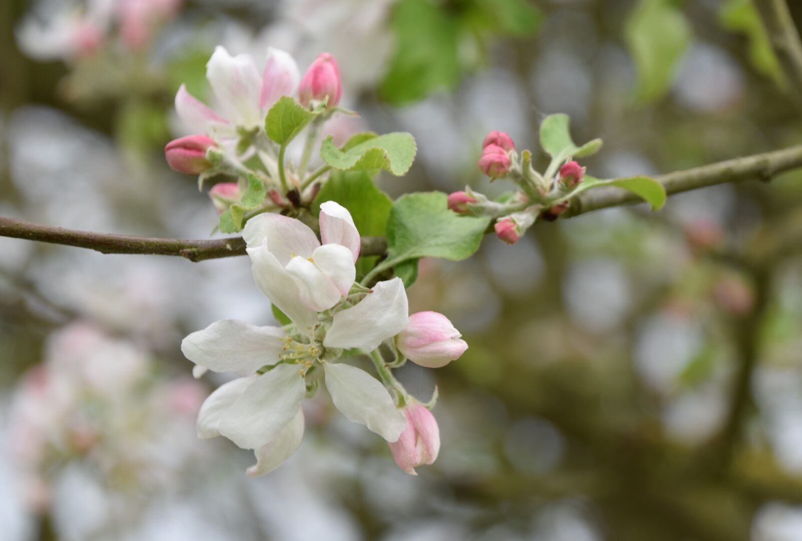 Nikon D5600 sample photo. Flower, tree, branch photography