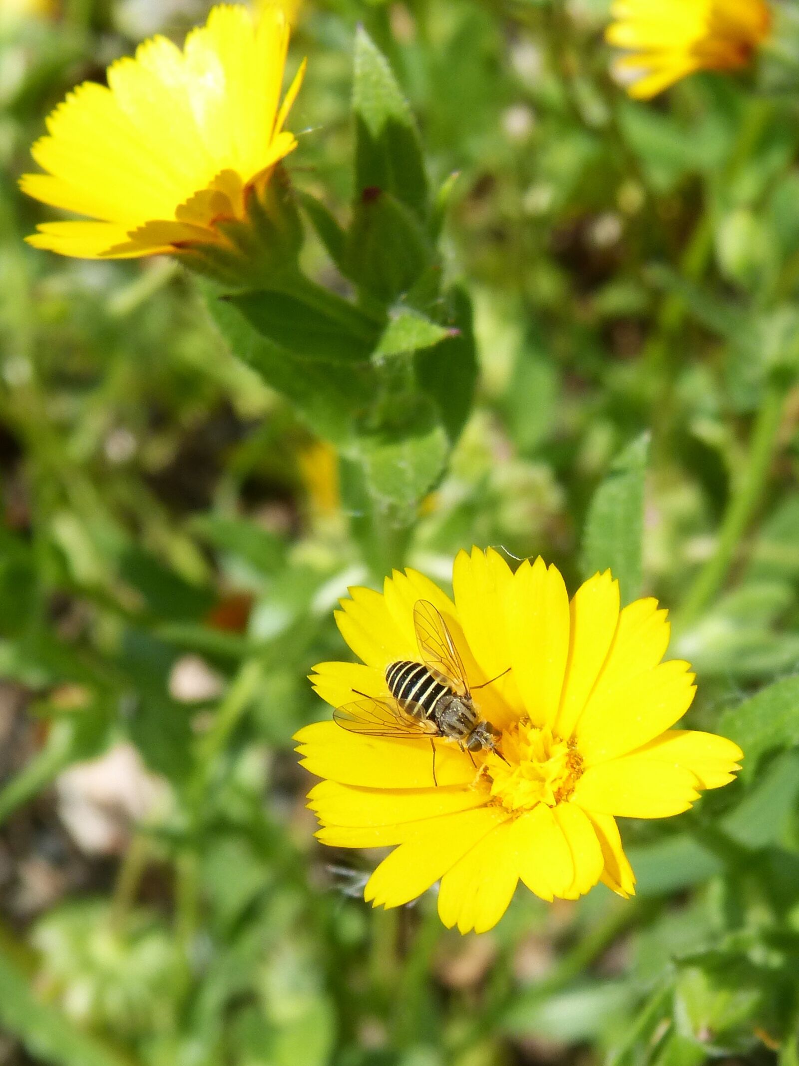 Panasonic DMC-FZ62 sample photo. Hoverfly, false bee, libar photography