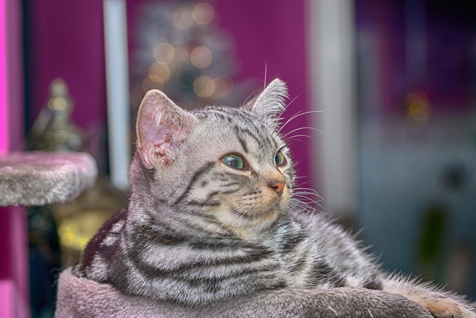 Nikon D5300 sample photo. Cat, kitten, young animal photography