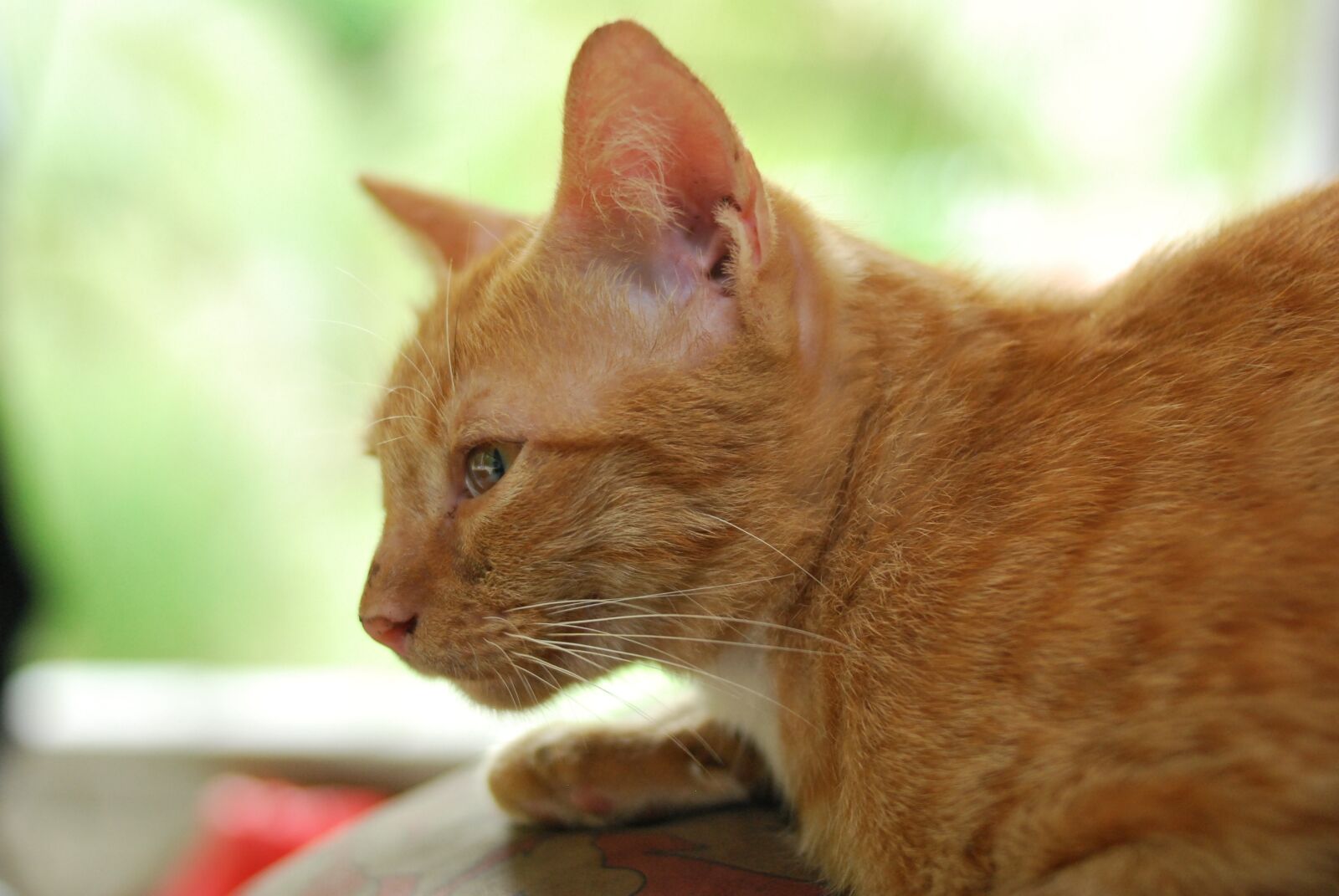 Nikon D60 sample photo. Cat, orange, animal photography