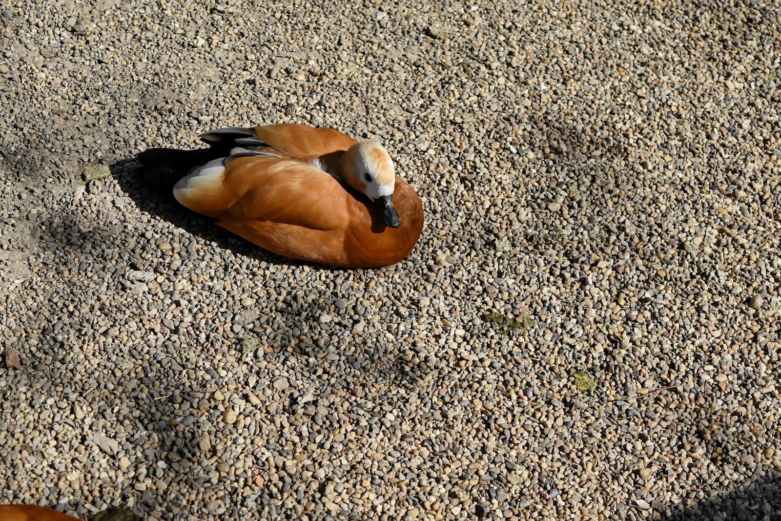 Nikon D5500 sample photo. Duck, light brown, bird photography