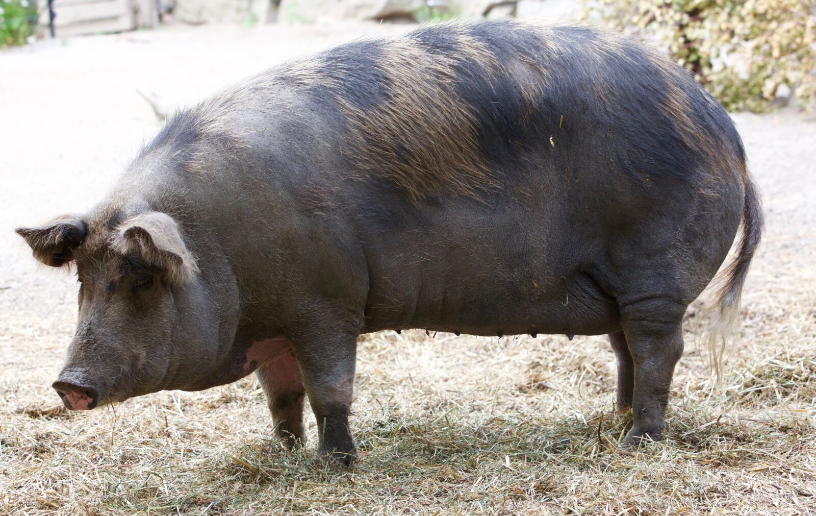 Canon EOS 5D Mark III sample photo. Pork, pig, sow photography