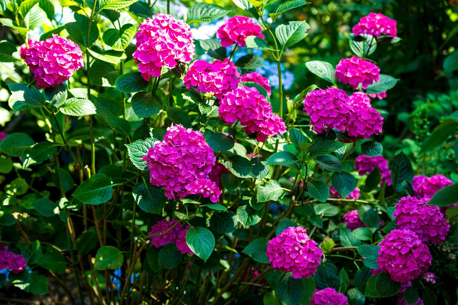 Nikon Df sample photo. Hydrangea, flowers, hot pink photography