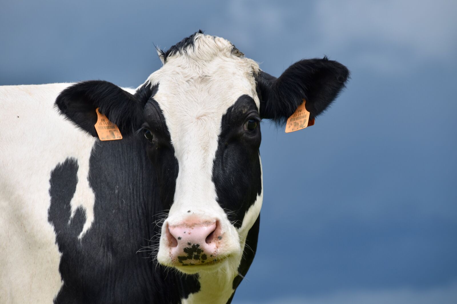 Nikon D5600 sample photo. Cow, holstein cow, beef photography