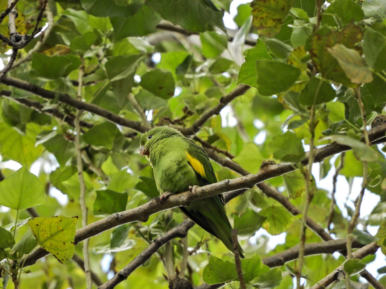 Nikon Coolpix B700 sample photo. Parrot, budgie, native photography