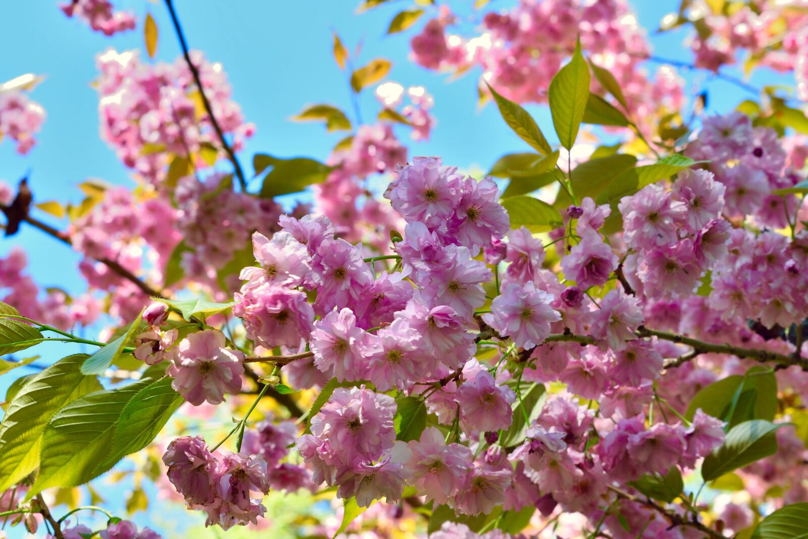 Nikon D5300 sample photo. Flowers, spring, nature photography