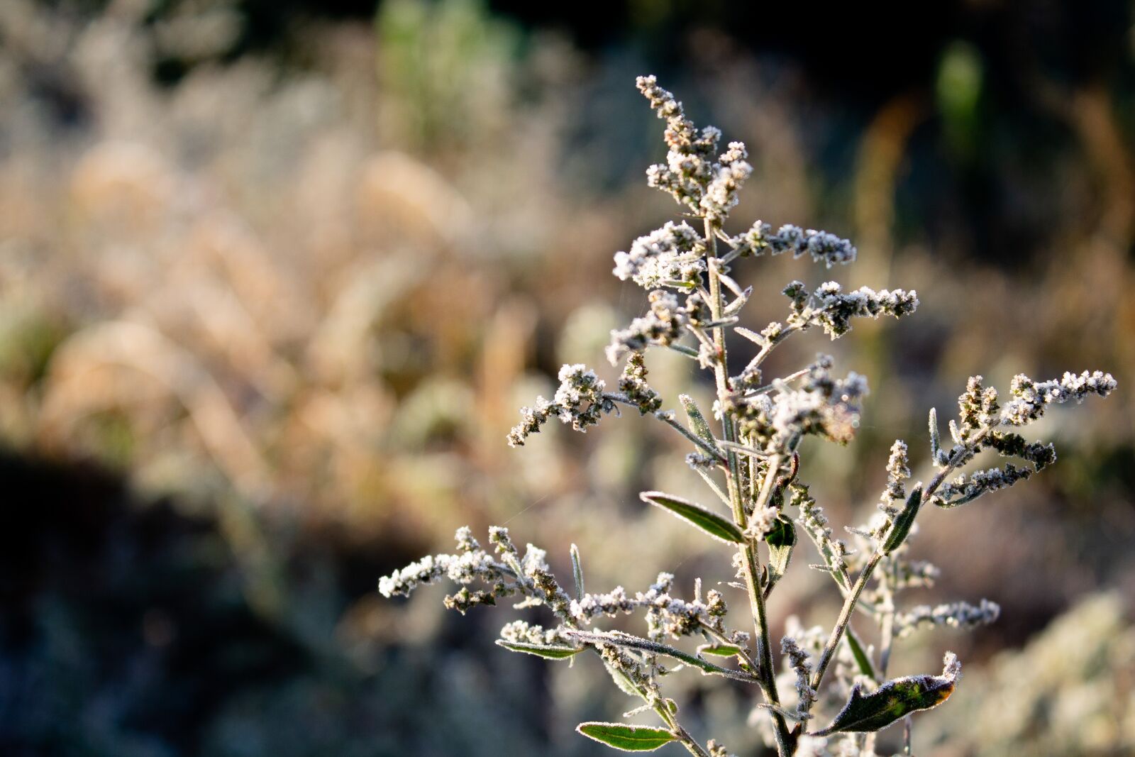Canon EOS 1100D (EOS Rebel T3 / EOS Kiss X50) sample photo. Frost, autumn, plant photography