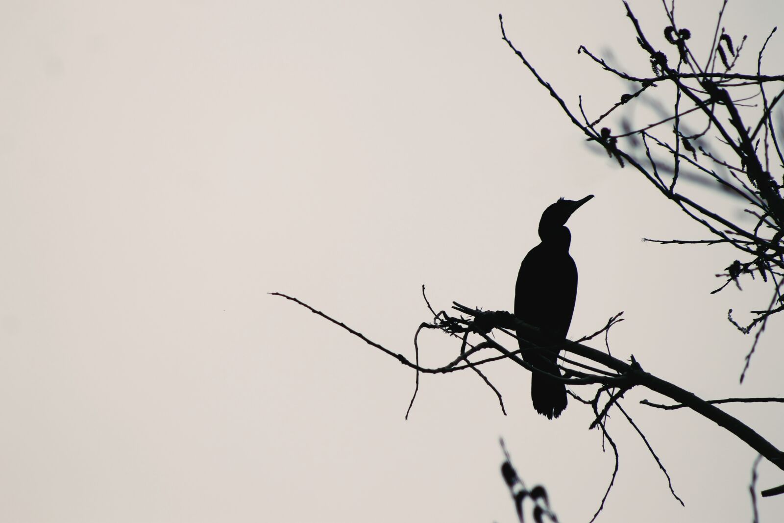 Canon EOS 1100D (EOS Rebel T3 / EOS Kiss X50) sample photo. Cormorant, bird, silhouette photography