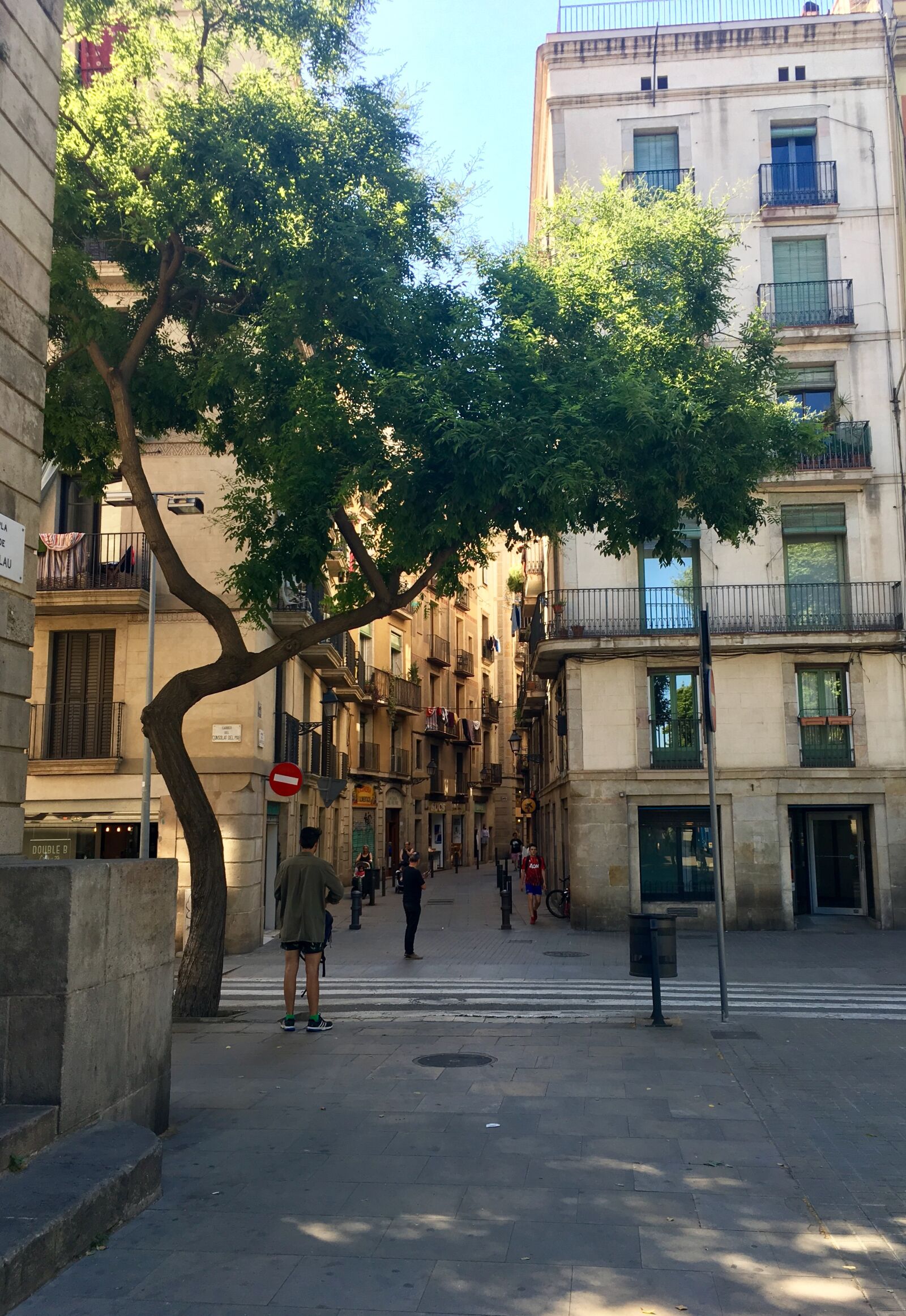 iPhone SE back camera 4.15mm f/2.2 sample photo. City, tree, green photography