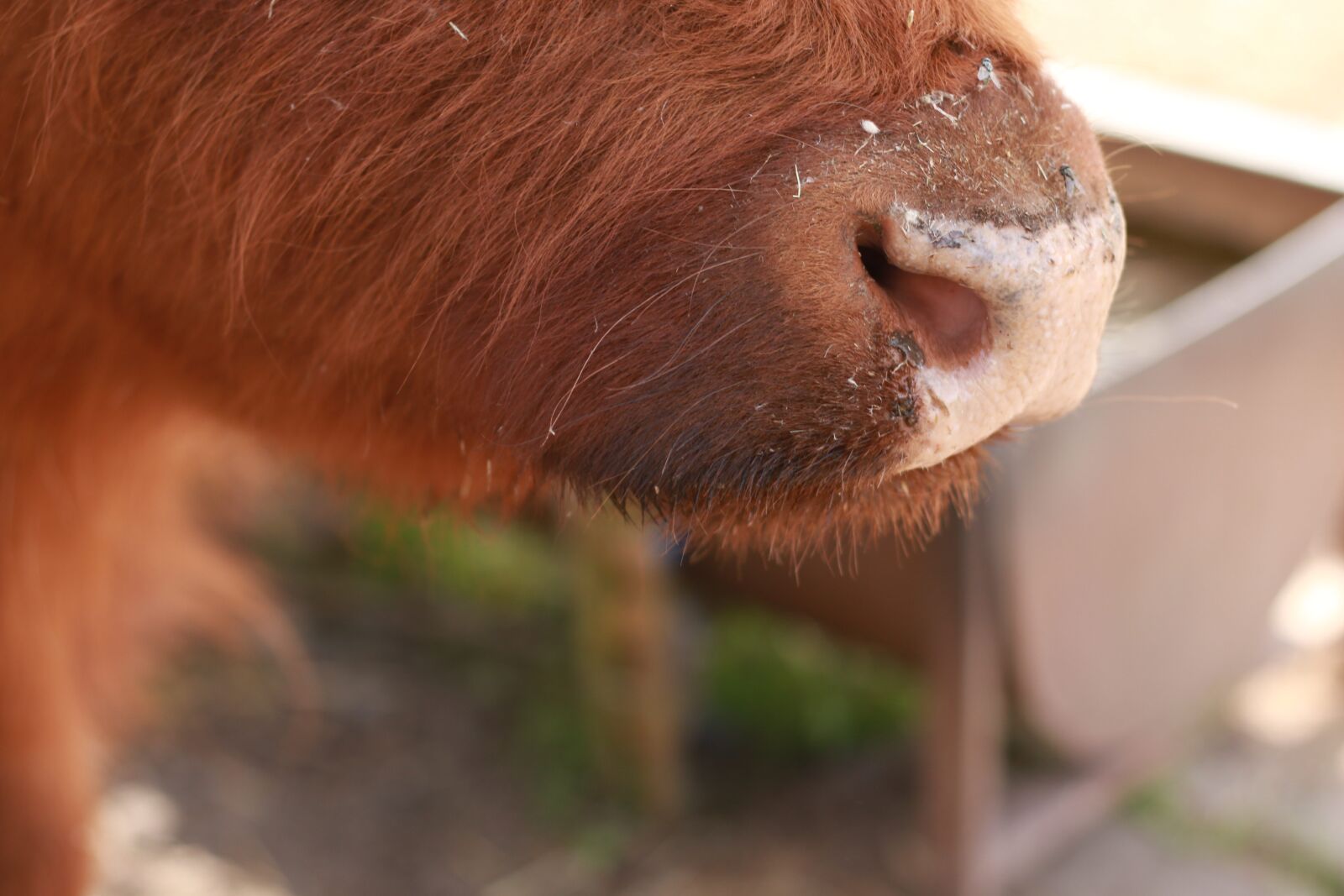 Canon EOS 70D sample photo. Animal, zoo, funny photography