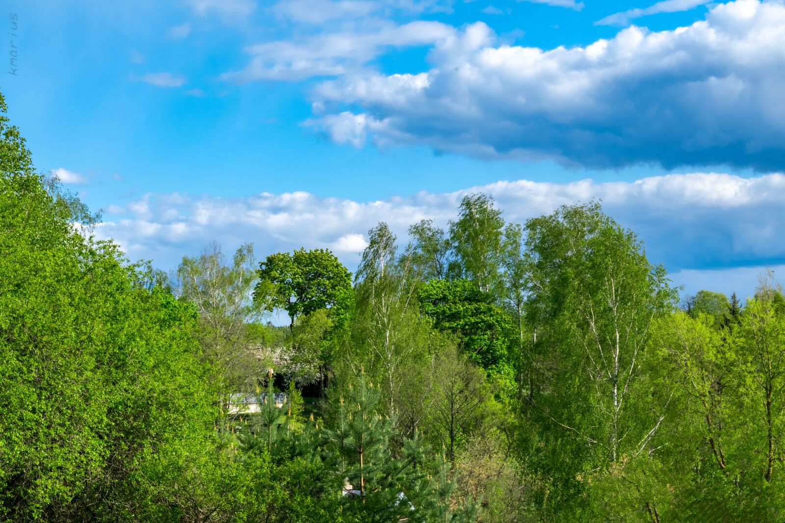Nikon D5600 sample photo. Trees, sky, clouds photography