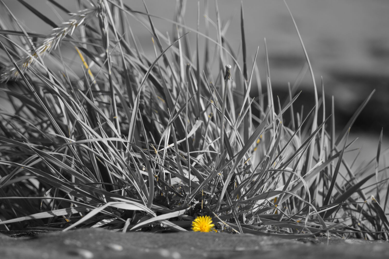 Sony SLT-A65 (SLT-A65V) sample photo. Flower, grass, yellow photography
