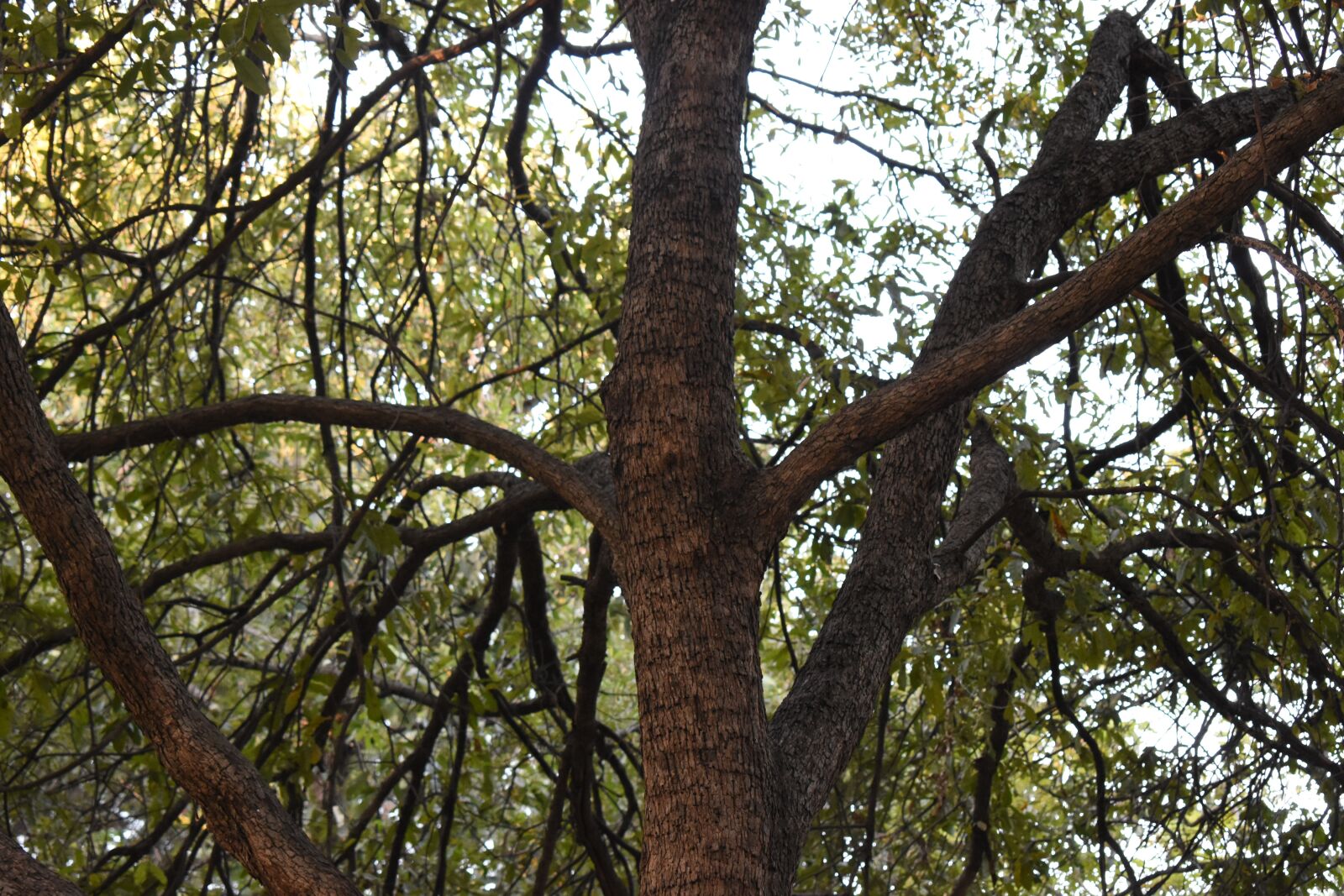 Nikon D3500 sample photo. Tree, nature, green photography