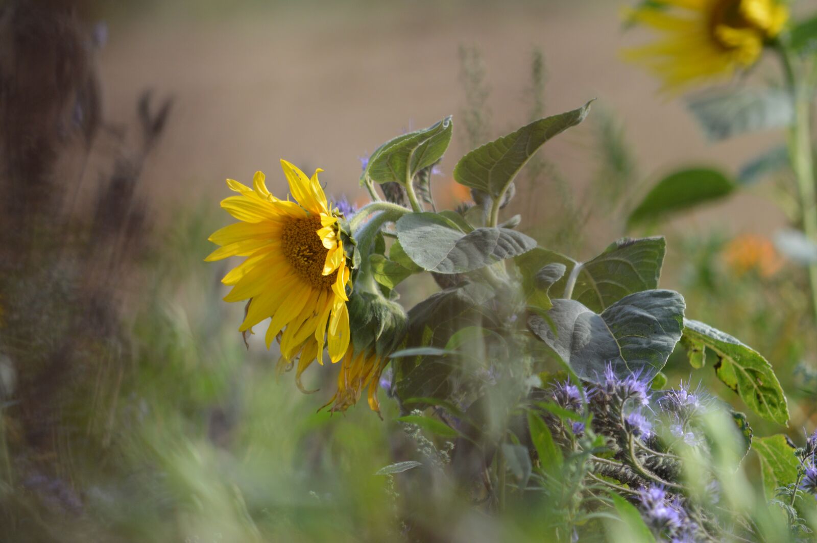 Nikon D3200 sample photo. Sunflower, wind, nature photography