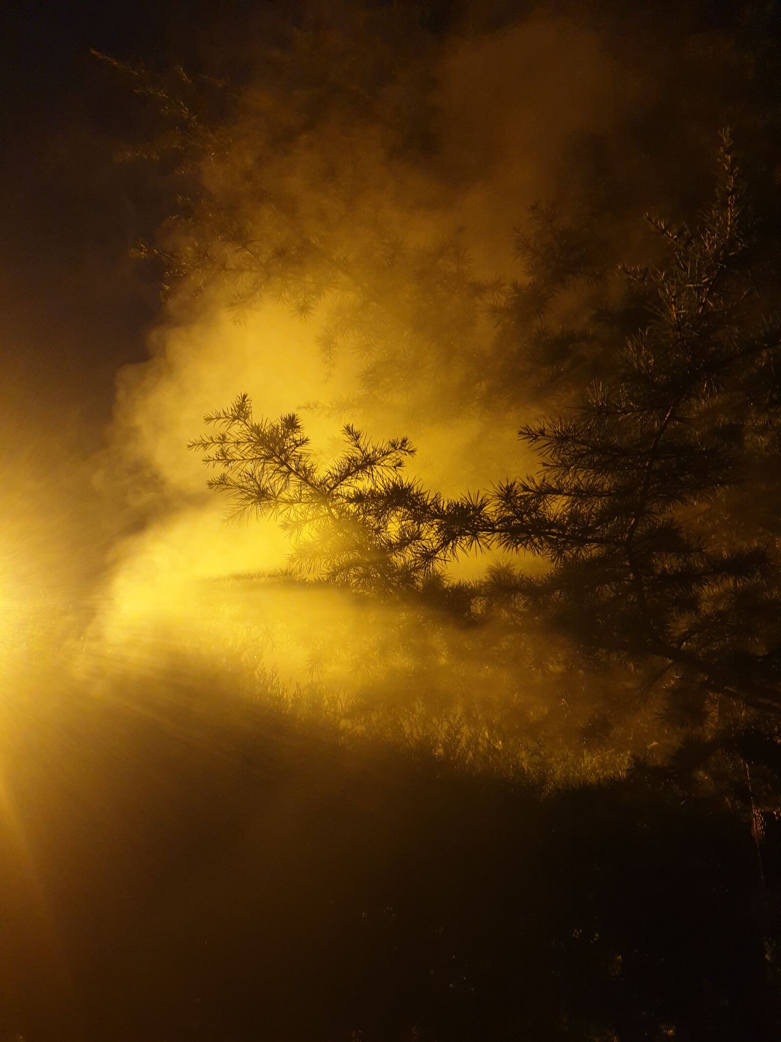 Samsung Galaxy S9+ sample photo. Fog, smoke, tree photography