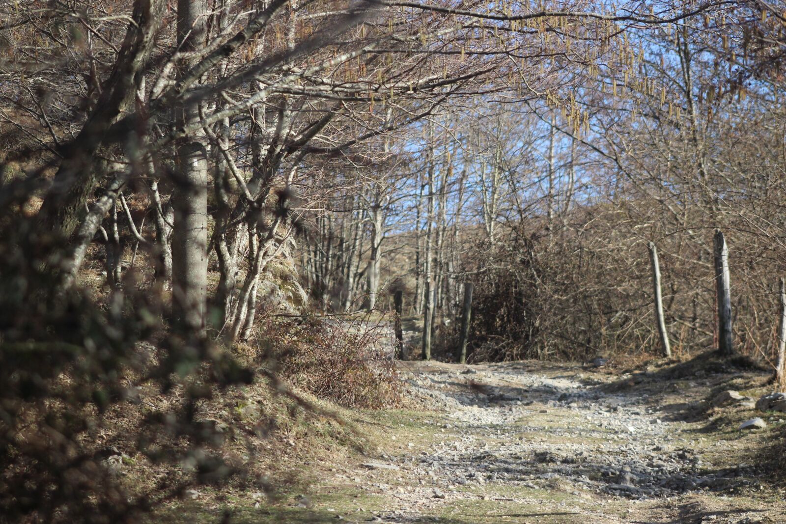 Canon EOS 600D (Rebel EOS T3i / EOS Kiss X5) sample photo. Path, woods, hiking photography