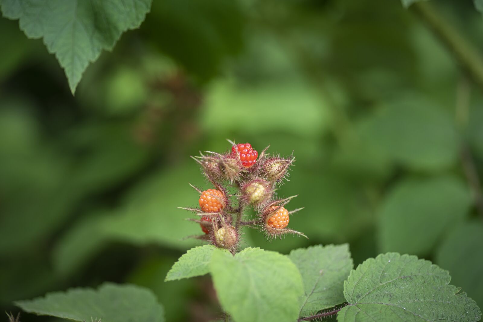 Nikon D750 sample photo. Wild, red, berry photography