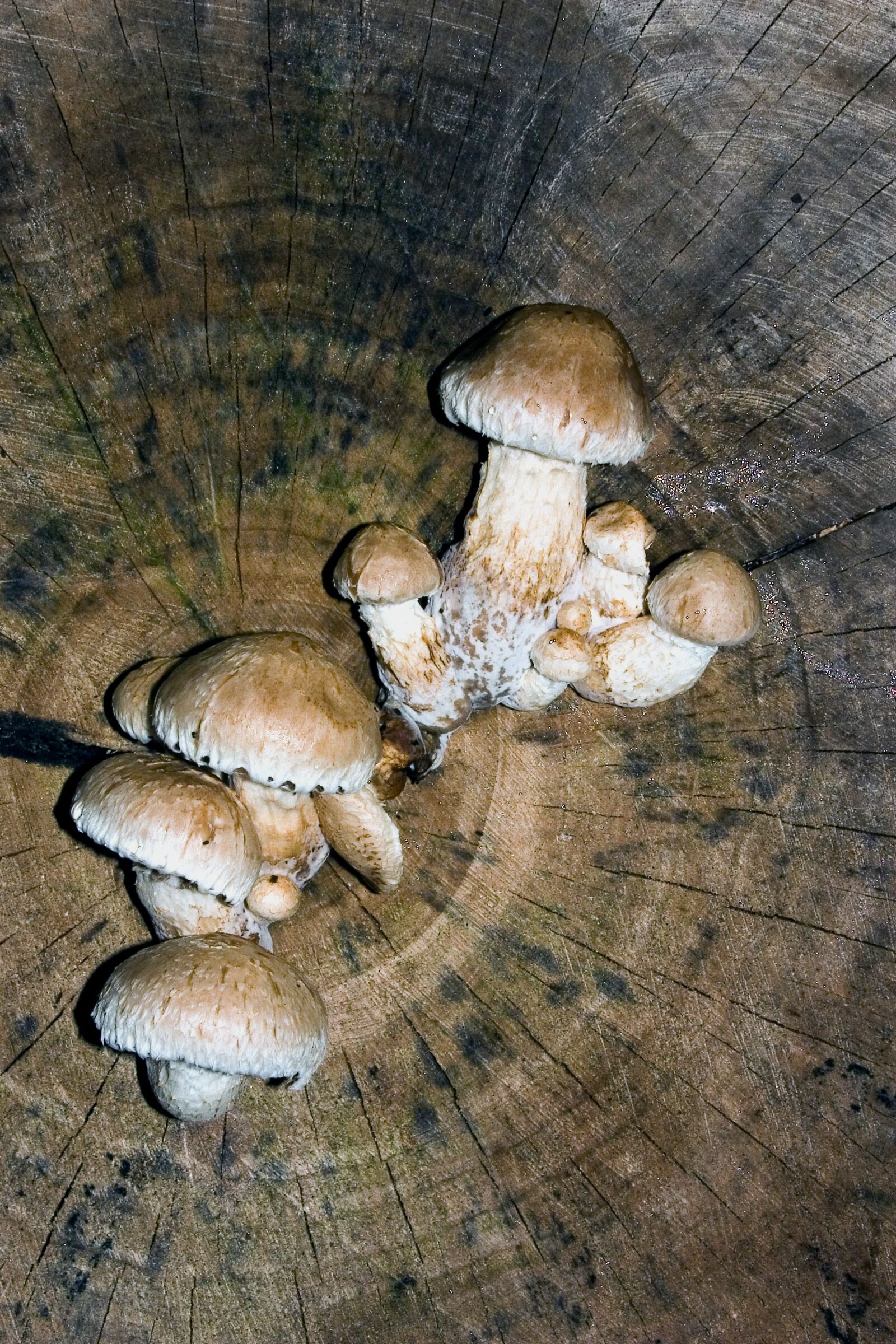 Canon EOS 300D (EOS Digital Rebel / EOS Kiss Digital) sample photo. Mushrooms, tree, tree fungus photography