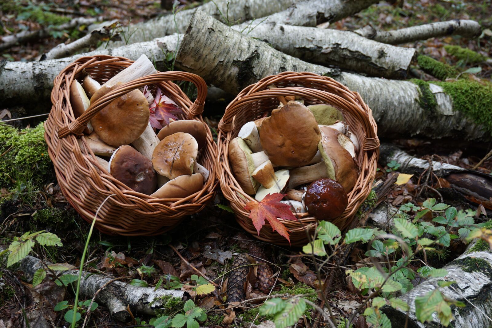 Sony a6000 sample photo. Mushrooms, porcini mushrooms, forest photography