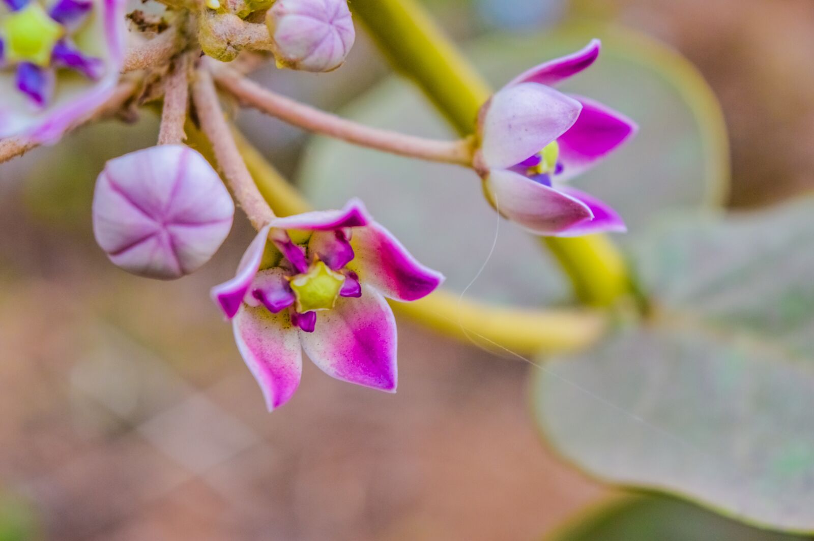 Nikon D3200 sample photo. Flowers, beautiful, spring photography