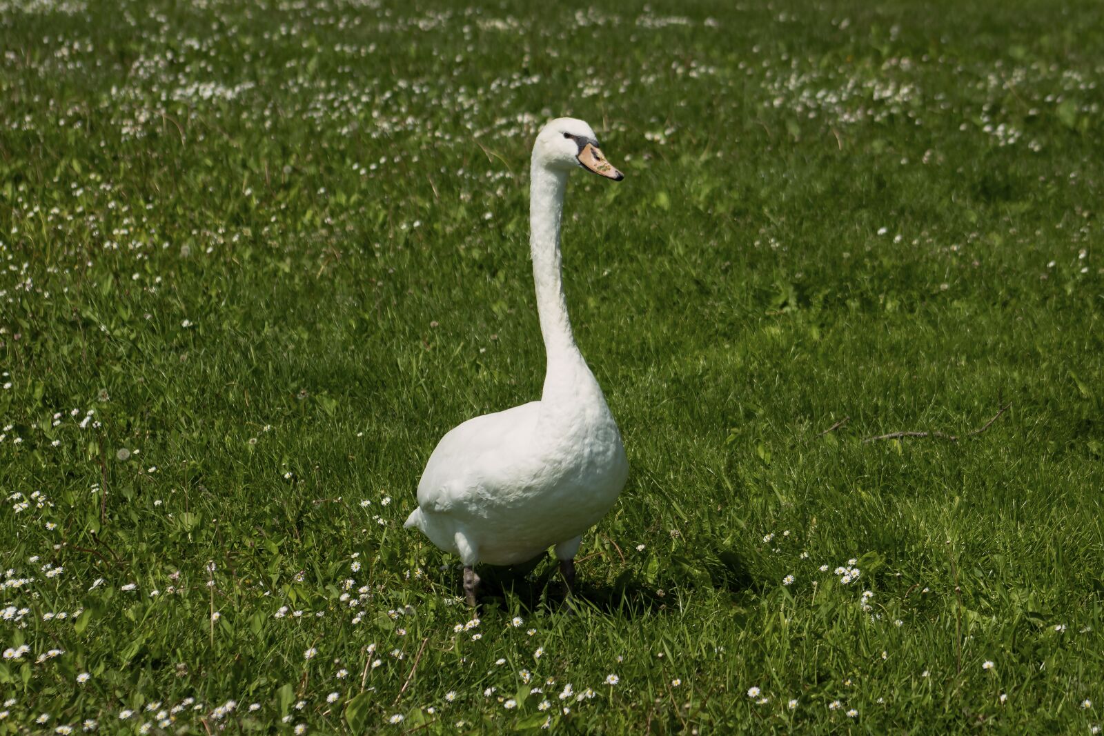Canon EF75-300mm f/4-5.6 sample photo. Swan, cam, water bird photography