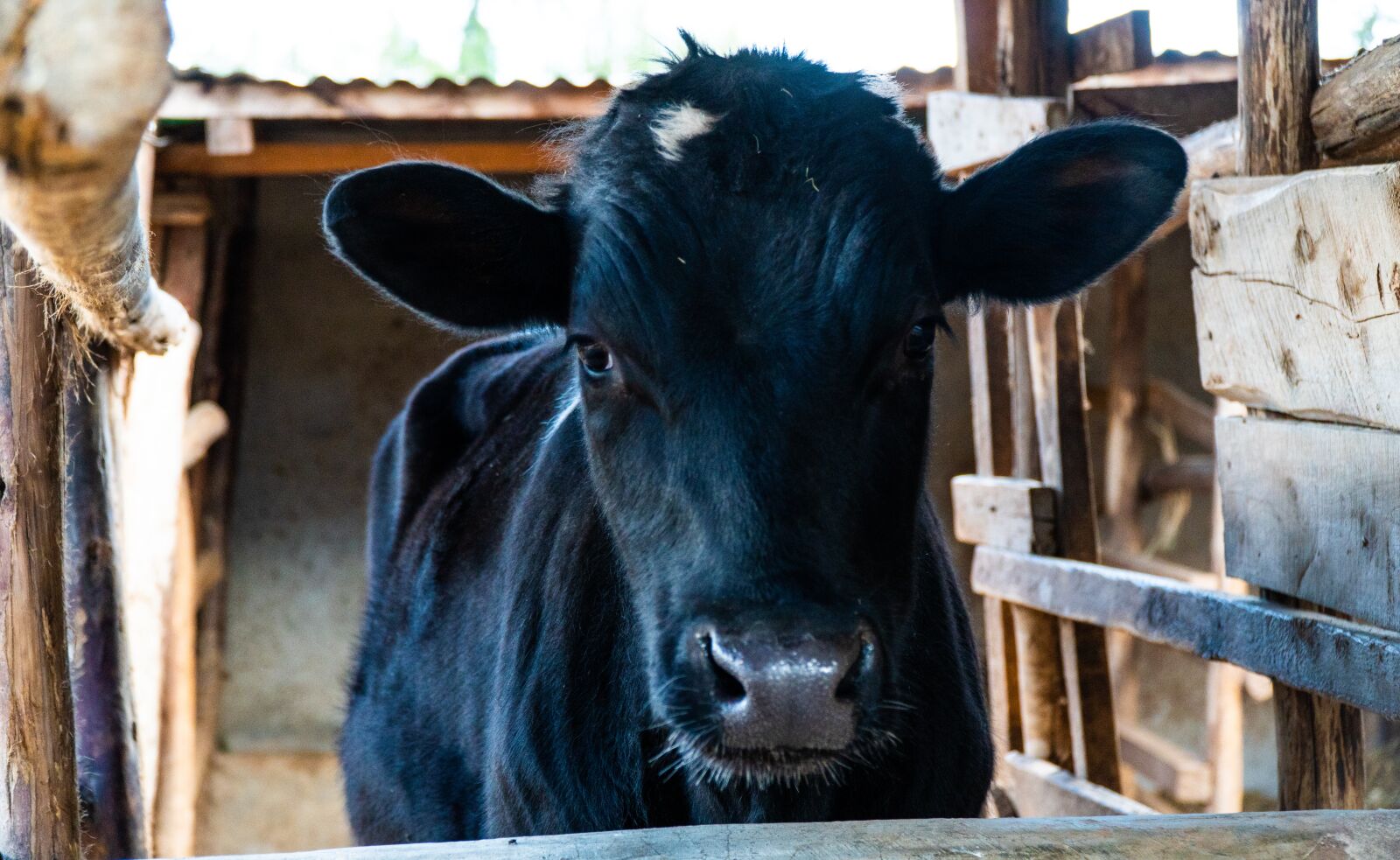 Sony a6300 + Sony E PZ 18-105mm F4 G OSS sample photo. Calf, cattle, cow photography