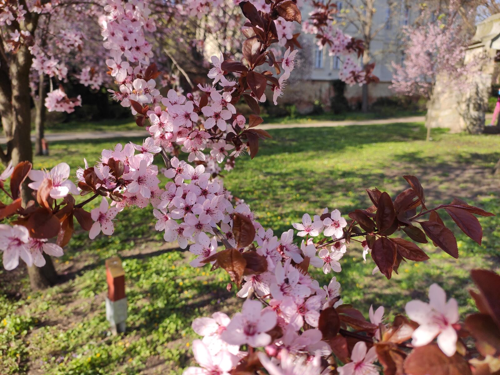 Xiaomi MI CC 9 sample photo. Spring, pink, park photography