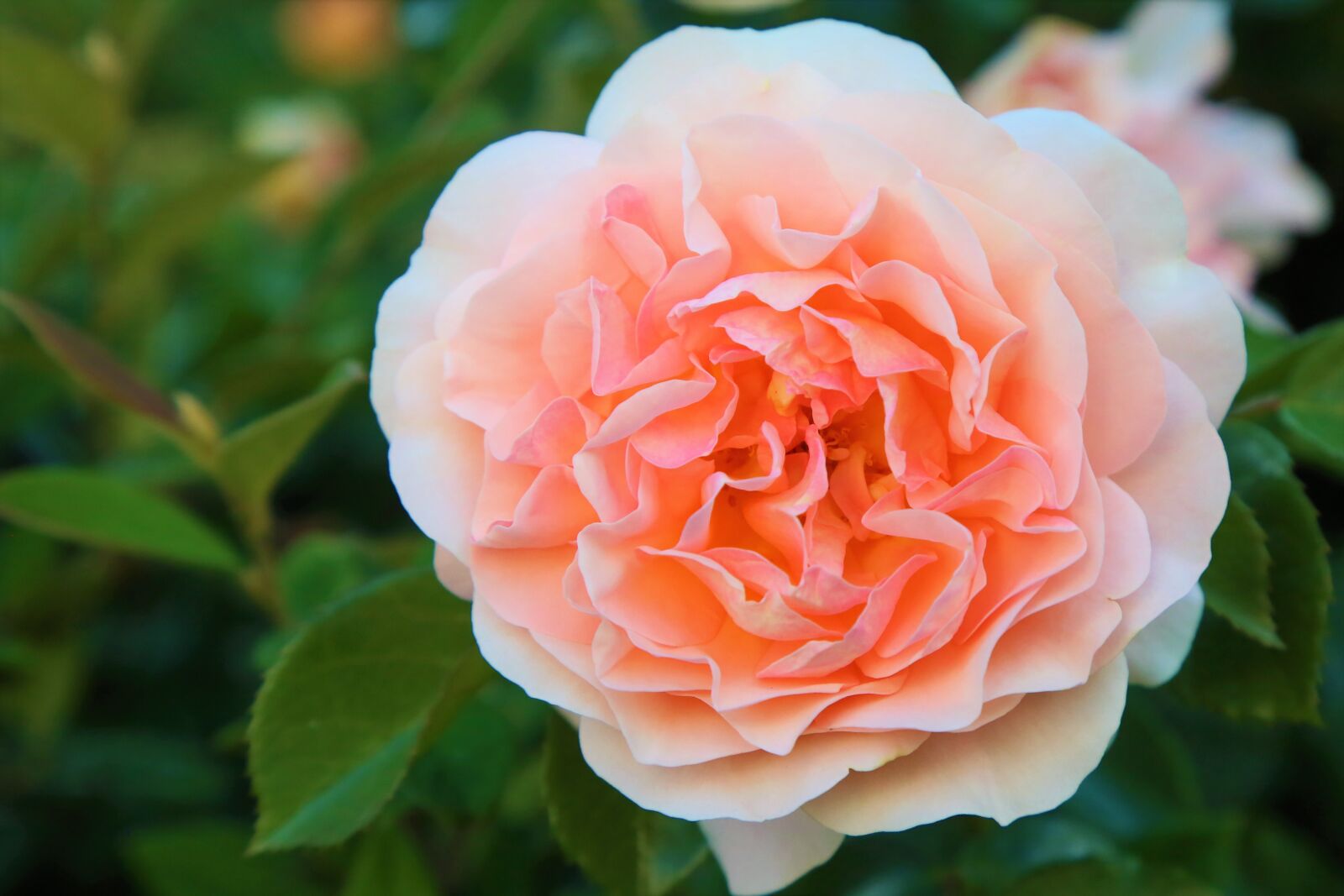Canon EF 24-105mm F4L IS USM sample photo. Rose, spring, nature photography