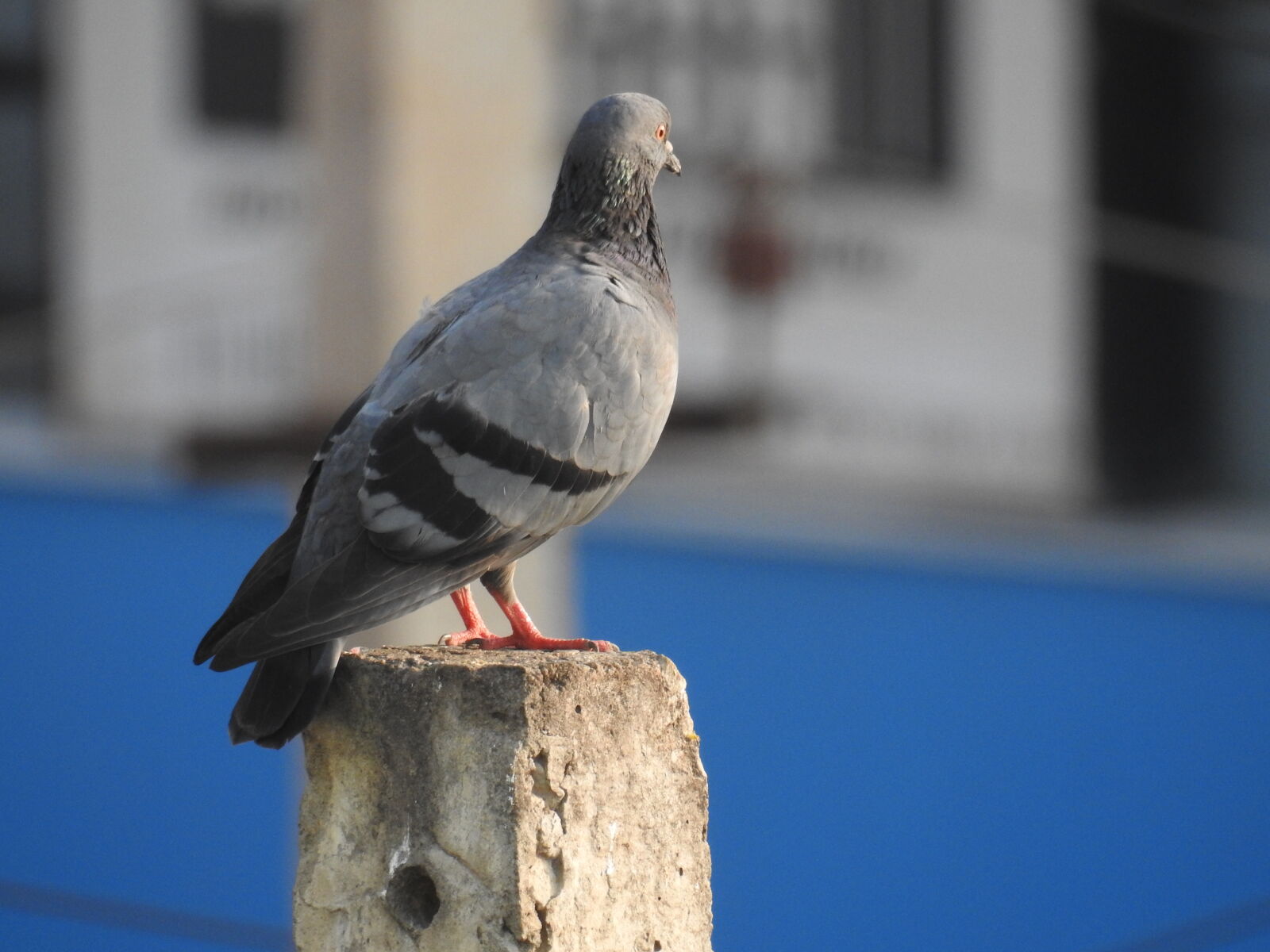 Nikon Coolpix P900 sample photo. Bird, sitting, pigeon, pigeon photography