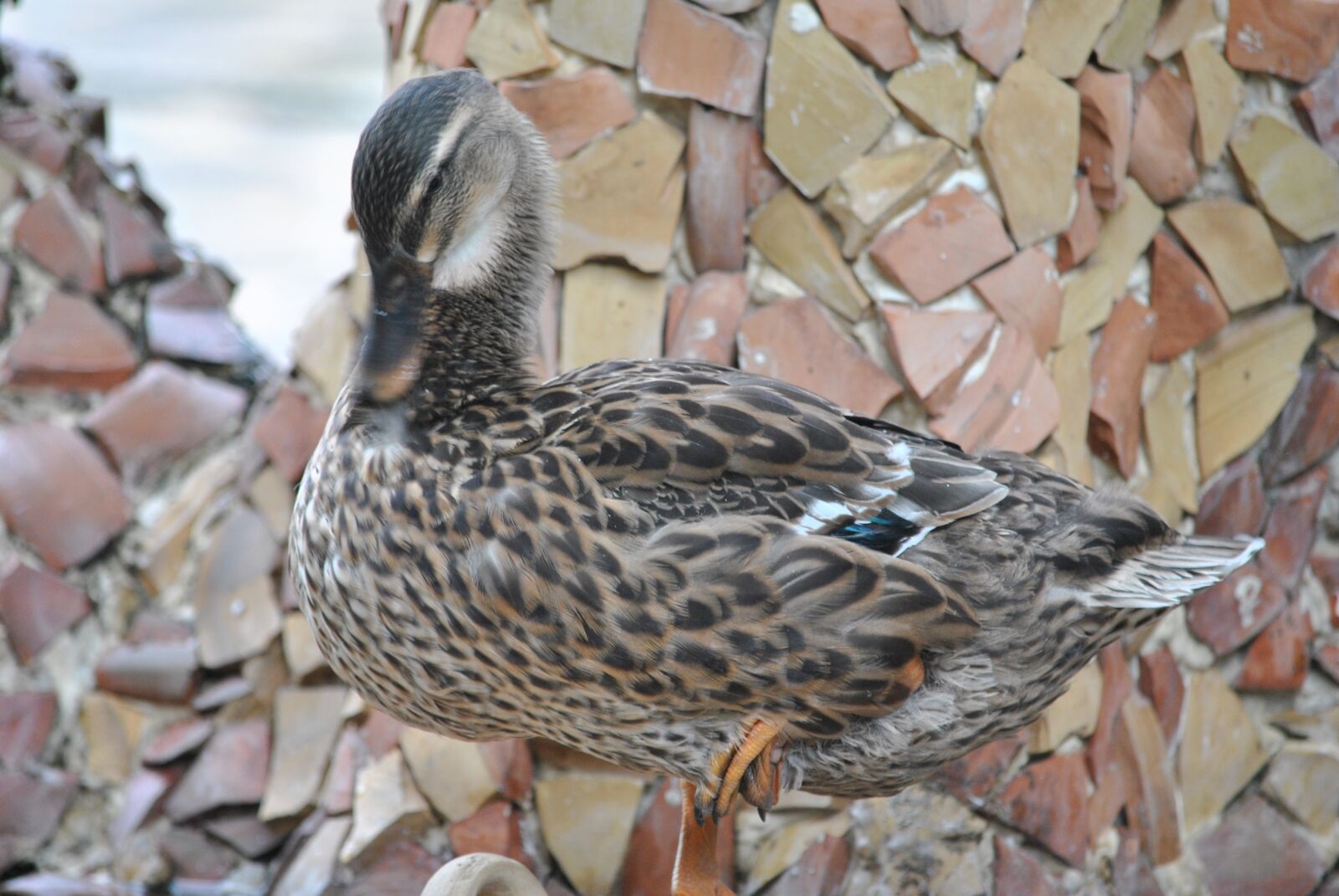 Nikon D3000 sample photo. Duck, ducks, volatile photography