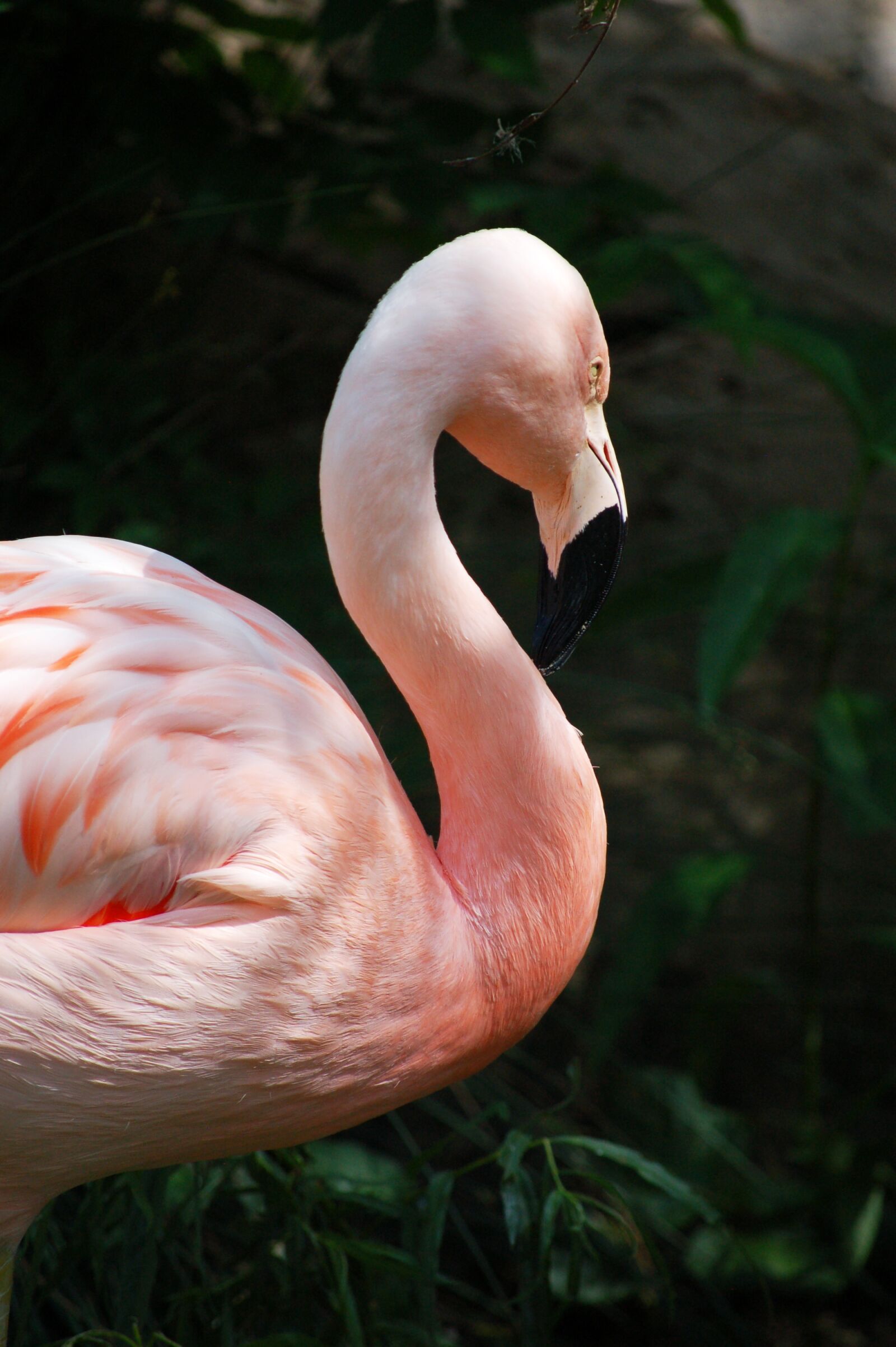 Nikon D50 sample photo. Flamingo, pink, feathers photography