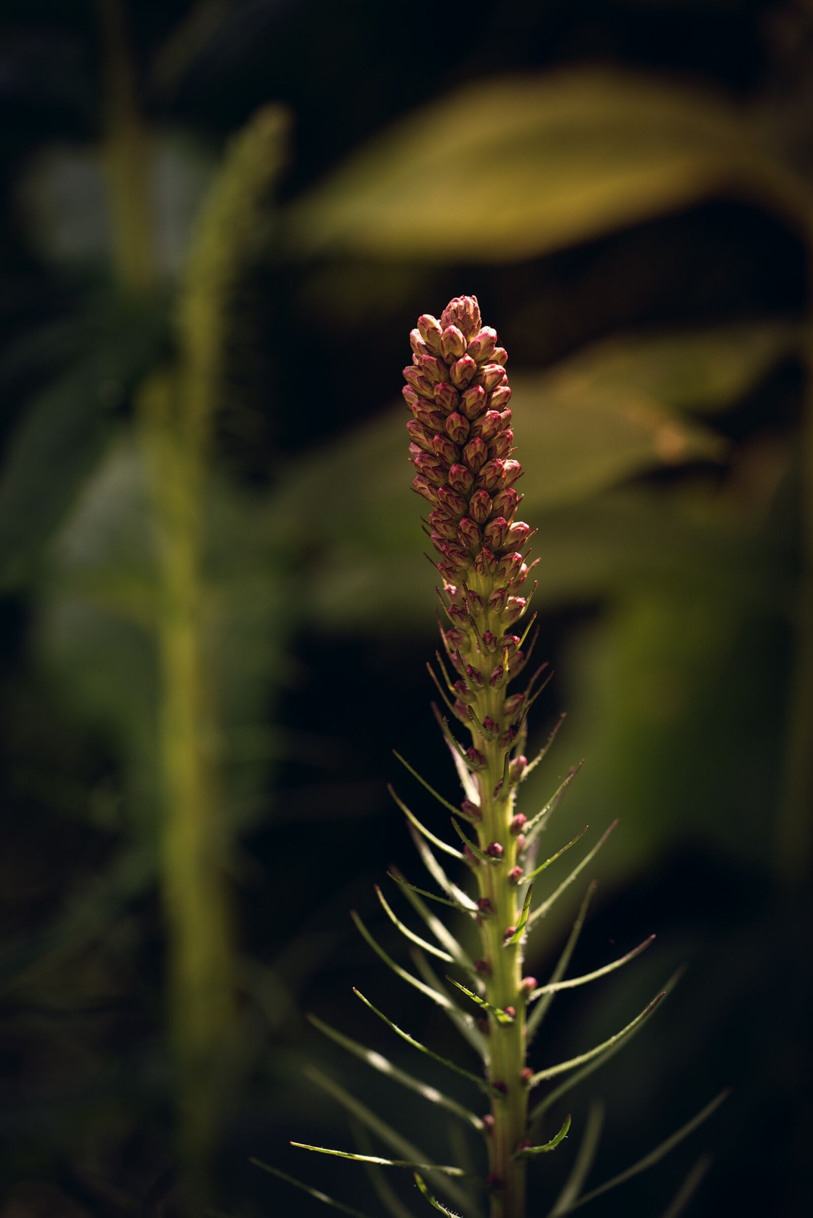 Nikon D750 sample photo. Splendor notch, composites, asteraceae photography