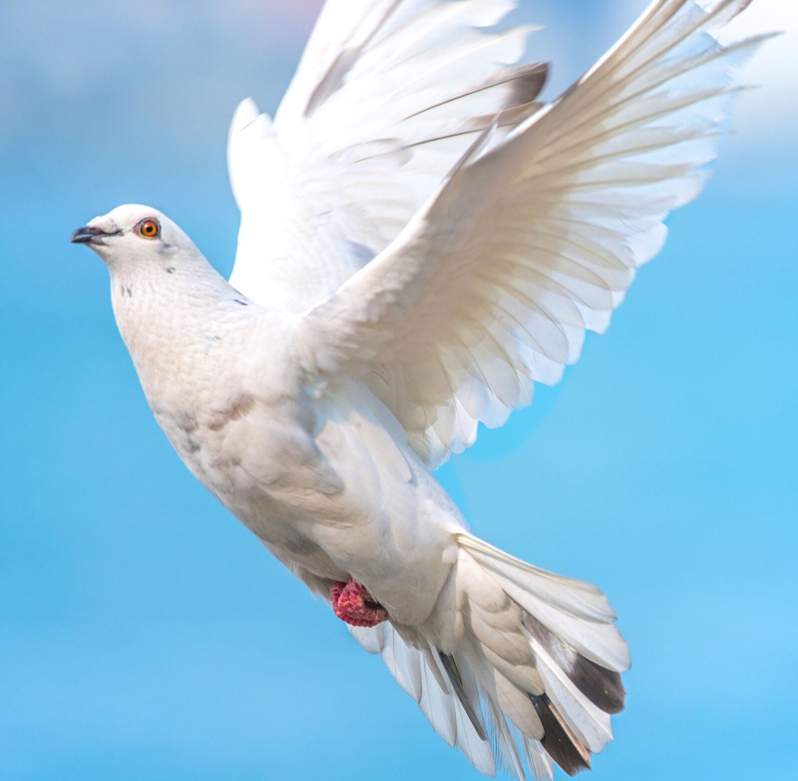 Nikon D7200 sample photo. White dove, bird in photography