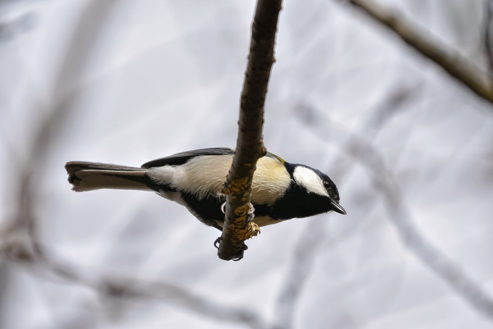 Nikon D7200 sample photo. Animal, forest, wood photography