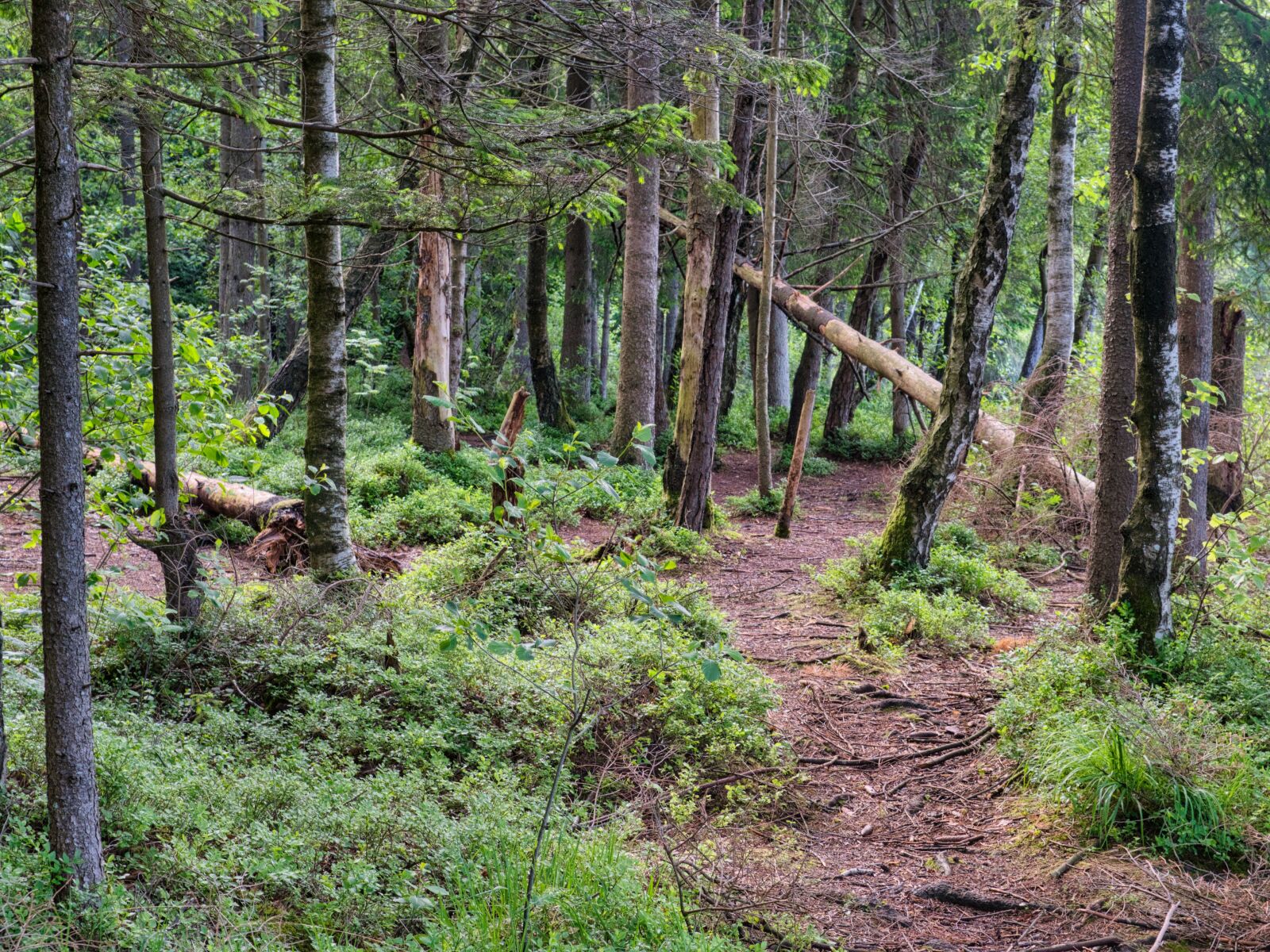 Nikon D7500 sample photo. Forest, trees, green photography
