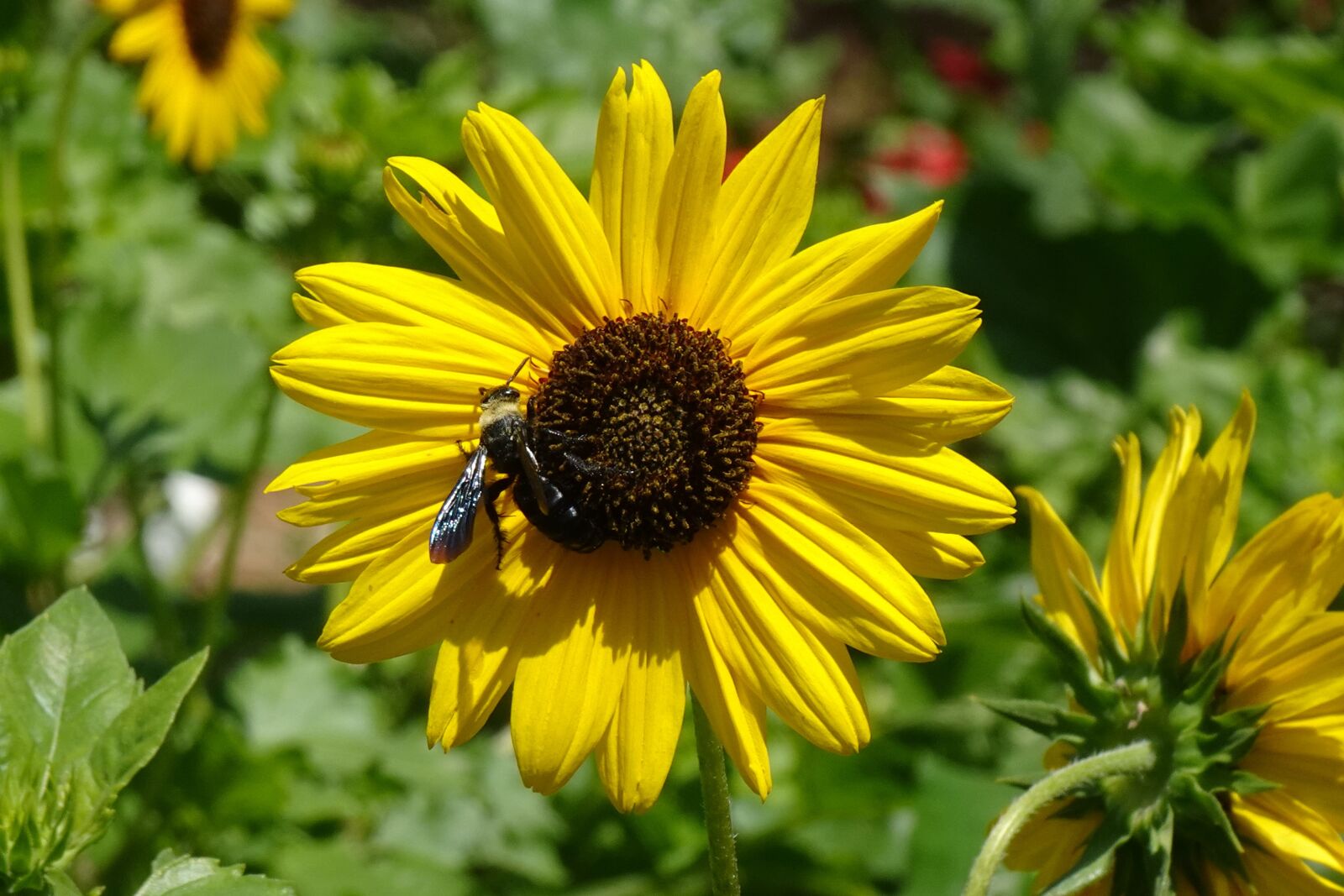Sony DSC-WX800 sample photo. Flower, sunflower, ornamental photography