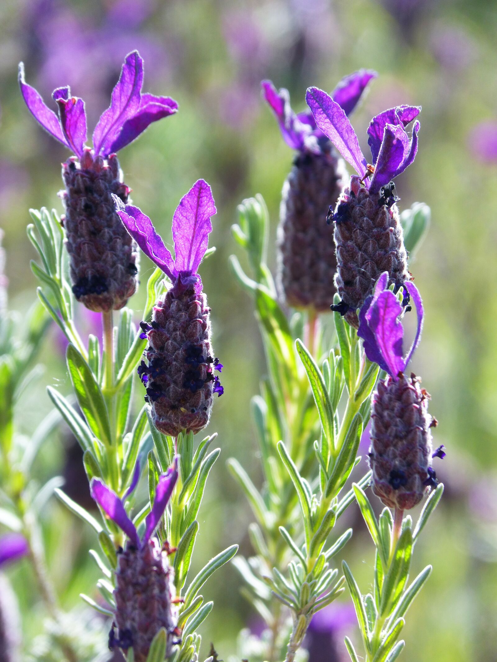 Panasonic DMC-FZ62 sample photo. Lavender, lavender flower, backlight photography