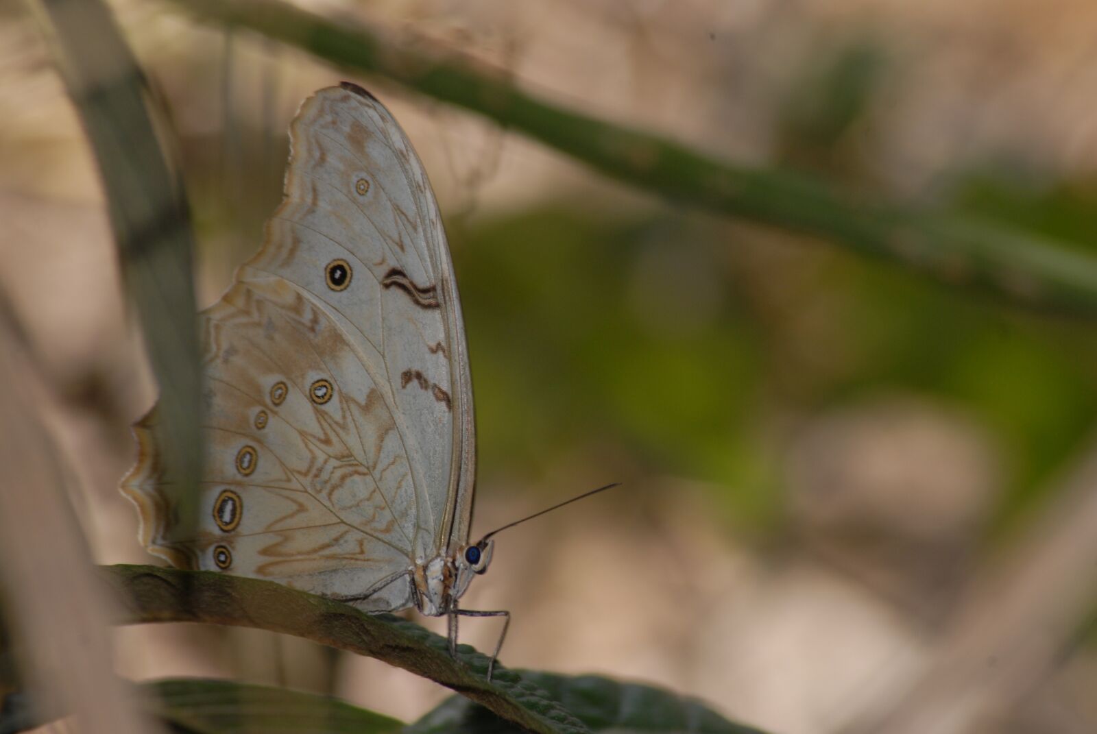Nikon D200 sample photo. Butterfly, insect, garden photography